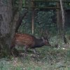 Kinderfeuerwehr - Tagesausflug in das Wisentgehege Springe 11.08.2018